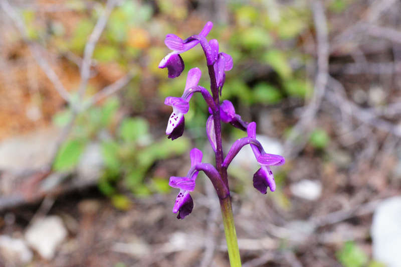 Orchidea da determninare